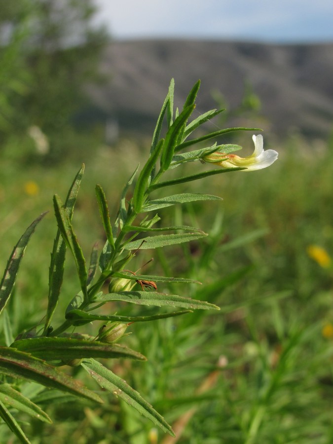 Изображение особи Gratiola officinalis.