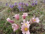 Pulsatilla turczaninovii