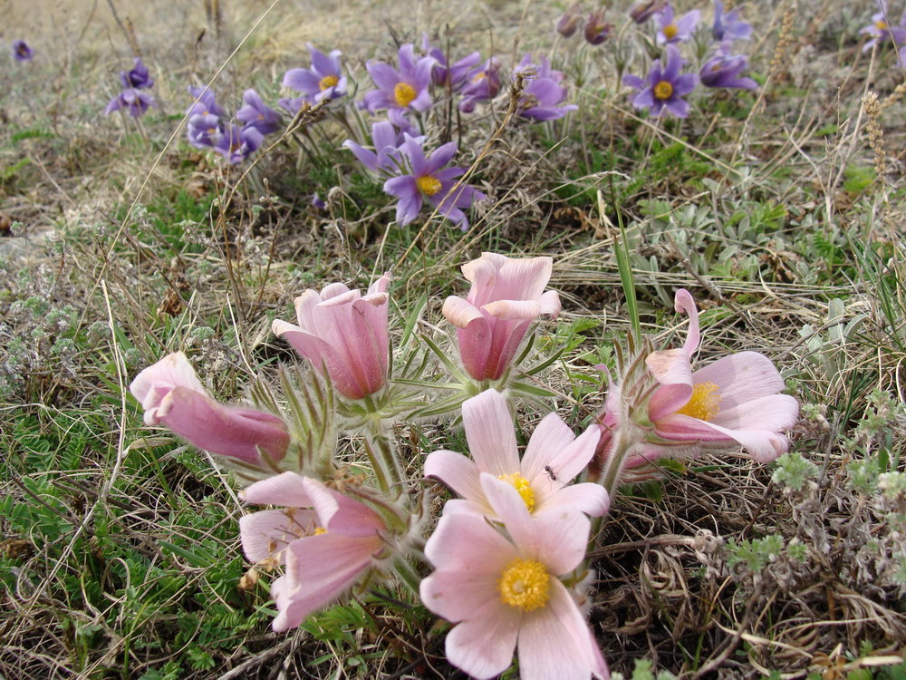 Изображение особи Pulsatilla turczaninovii.