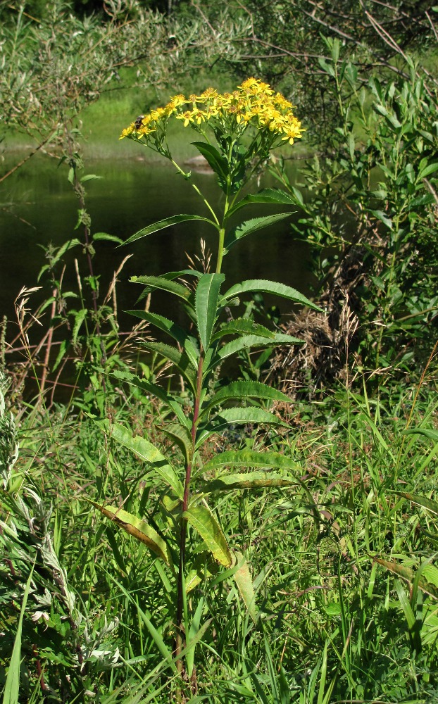 Изображение особи Senecio sarracenicus.