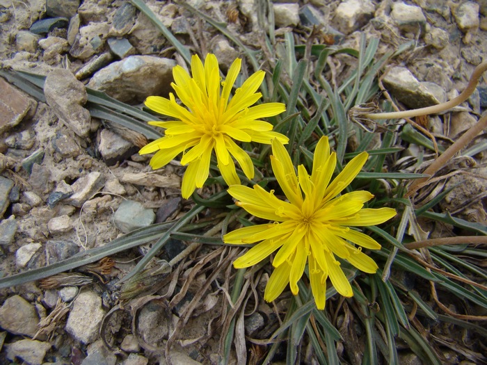 Изображение особи Taraxacum syrtorum.