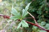 Смотреть изображение Aconitum volubile