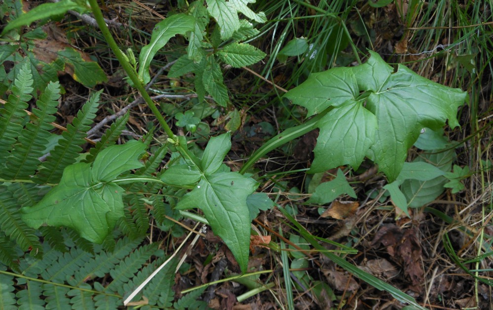 Изображение особи Prenanthes blinii.