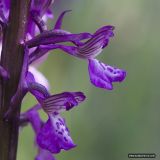 Anacamptis morio ssp. caucasica