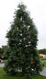 Sequoiadendron giganteum