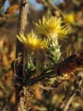 Centaurea solstitialis L. × Centaurea diffusa Lam.