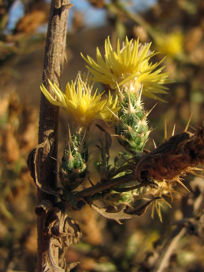 Изображение особи род Centaurea.