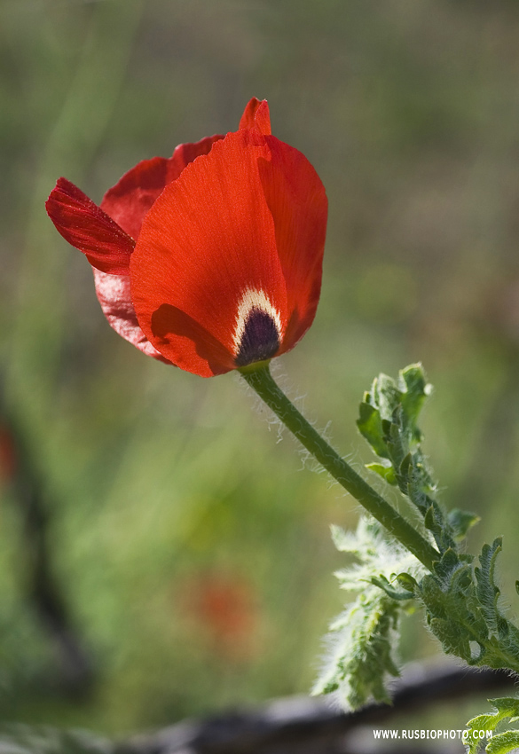 Изображение особи Glaucium corniculatum.