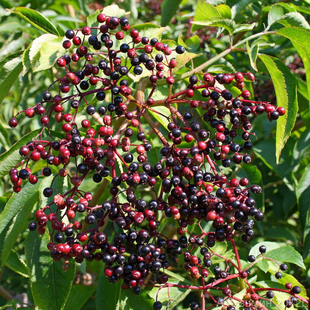 Image of Sambucus nigra specimen.