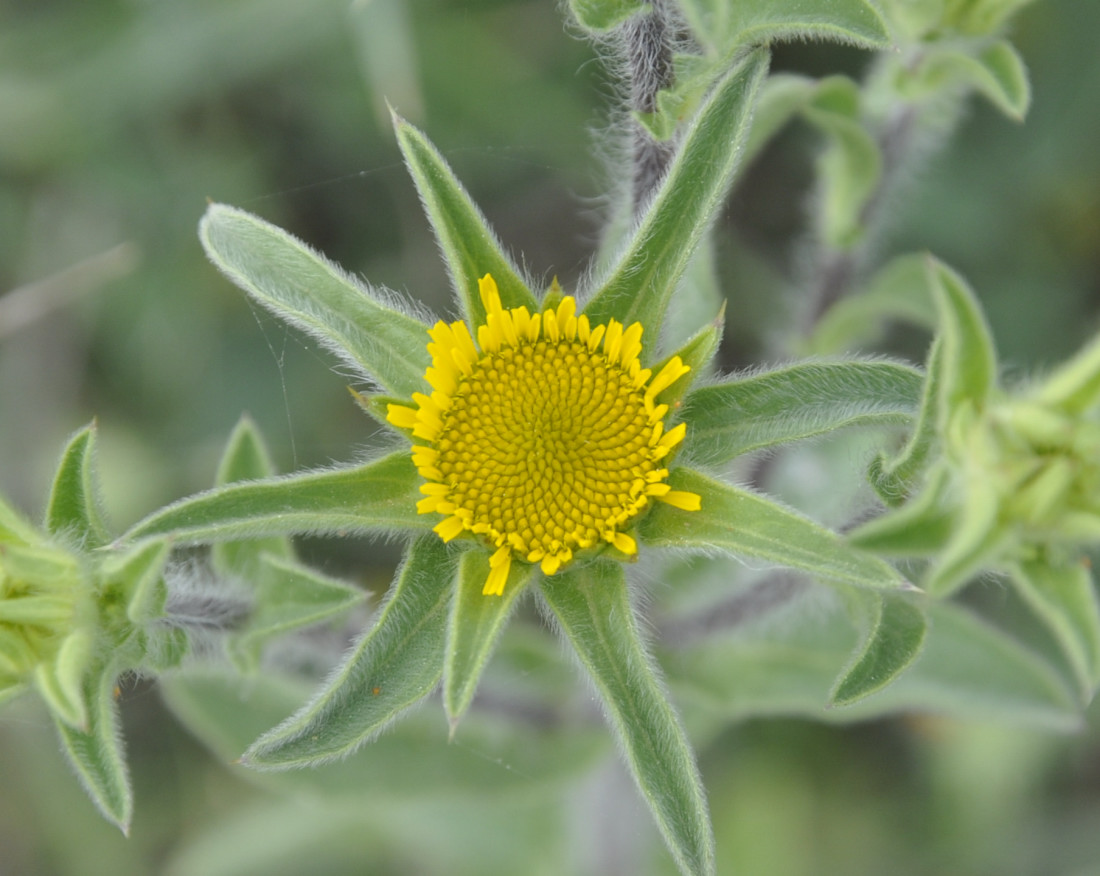 Изображение особи Pallenis spinosa.