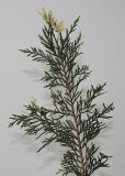 Chamaecyparis lawsoniana. Веточка ('Variegata'). Германия, г. Кемпен, в частном саду. 16.11.2012.