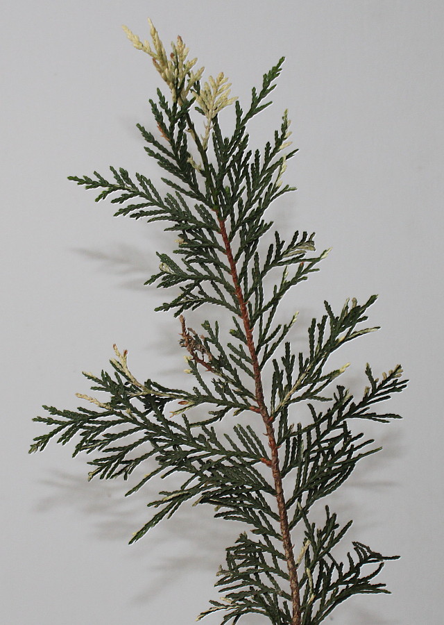 Image of Chamaecyparis lawsoniana specimen.