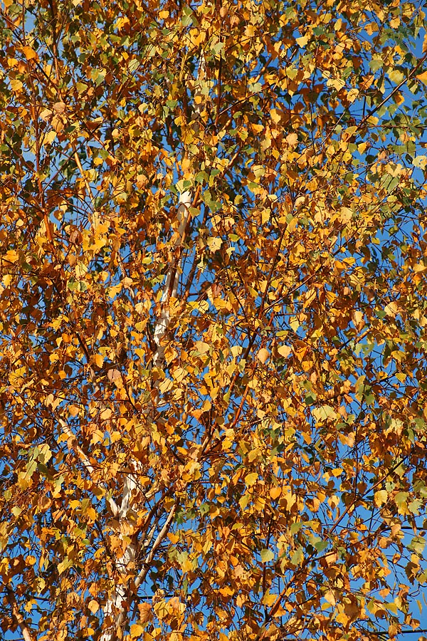 Image of Betula pendula specimen.