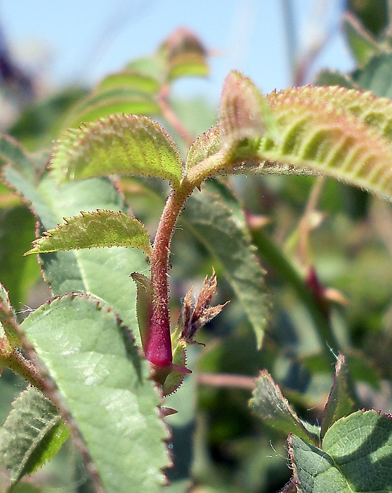 Изображение особи Rosa balsamica.