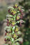 Orchis punctulata. Соцветие. Israel, Mount Carmel. 13.03.2011.