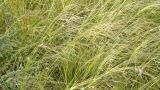 genus Stipa