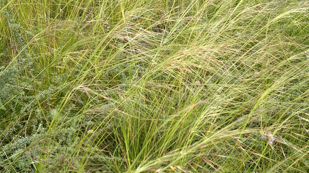 Изображение особи род Stipa.