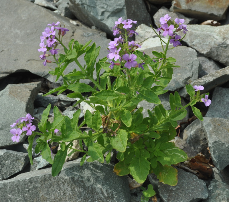 Image of Dontostemon hispidus specimen.