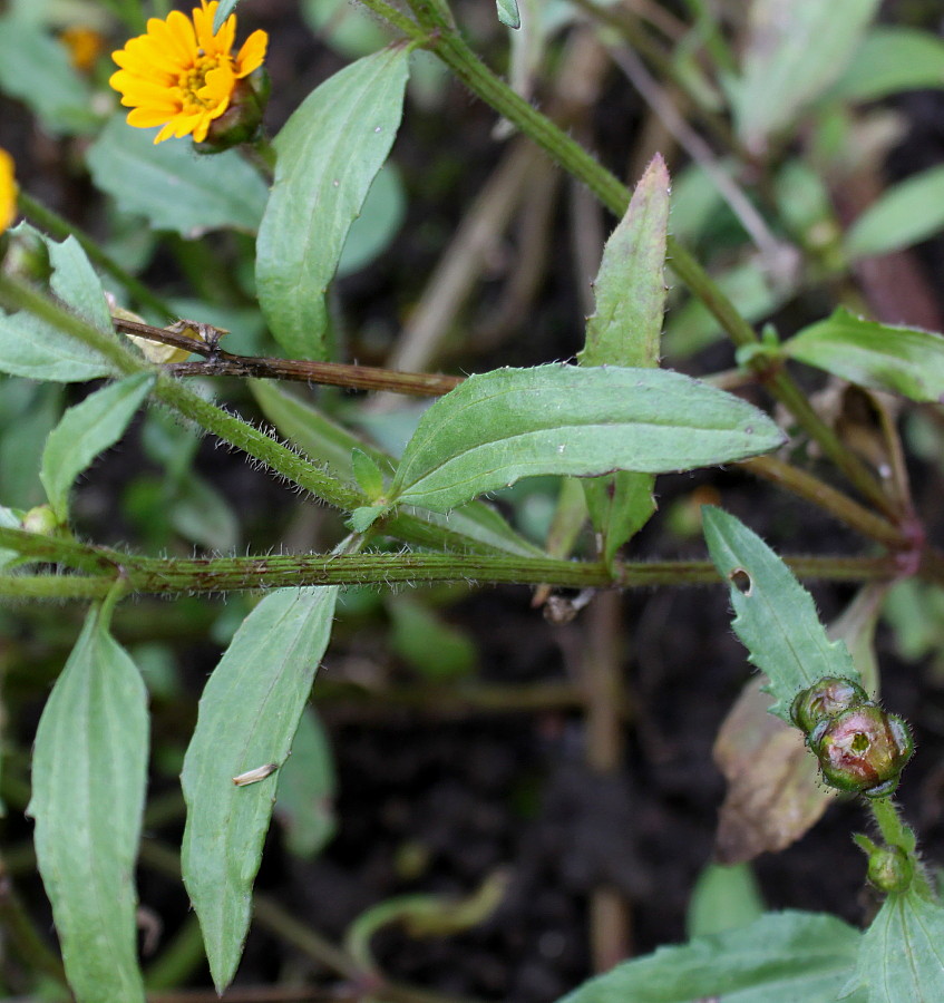 Image of Tridax trilobata specimen.