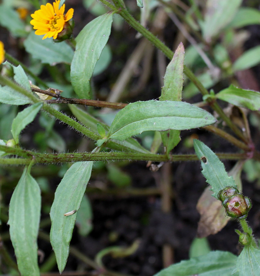 Изображение особи Tridax trilobata.