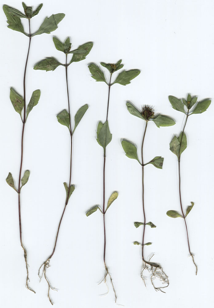 Image of Bidens × garumnae specimen.