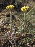 Helichrysum arenarium. Цветущие растения. Крым, степь в окр. мыса Лукулл. 30 июня 2012 г.