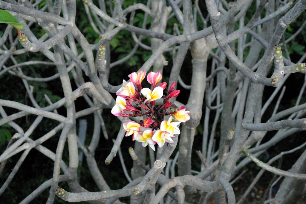 Image of genus Plumeria specimen.