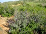 Lavandula stoechas
