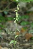 Epipactis microphylla