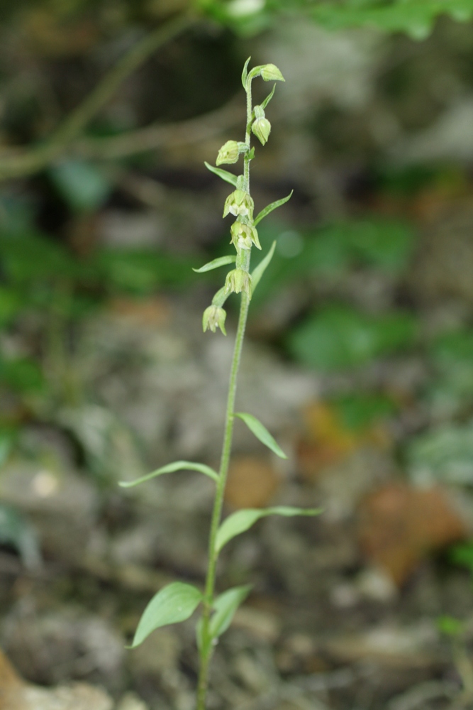 Image of Epipactis microphylla specimen.