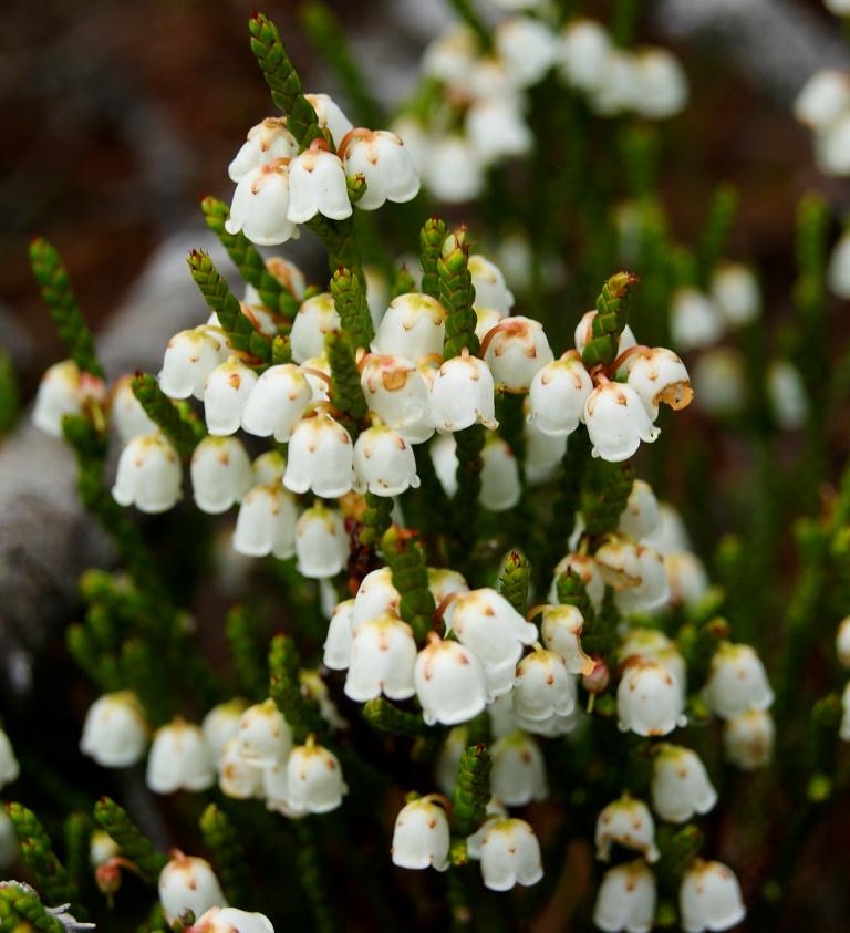 Изображение особи Cassiope redowskii.