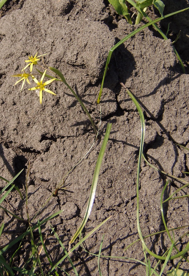 Image of genus Gagea specimen.