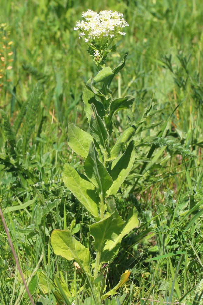 Image of Cardaria draba specimen.