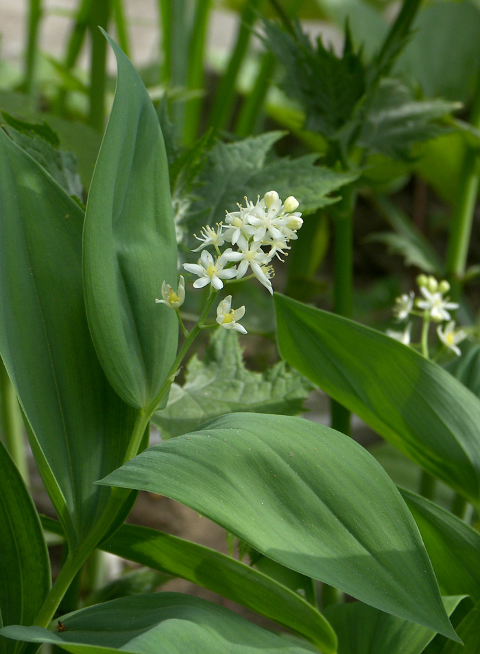 Изображение особи Smilacina stellata.