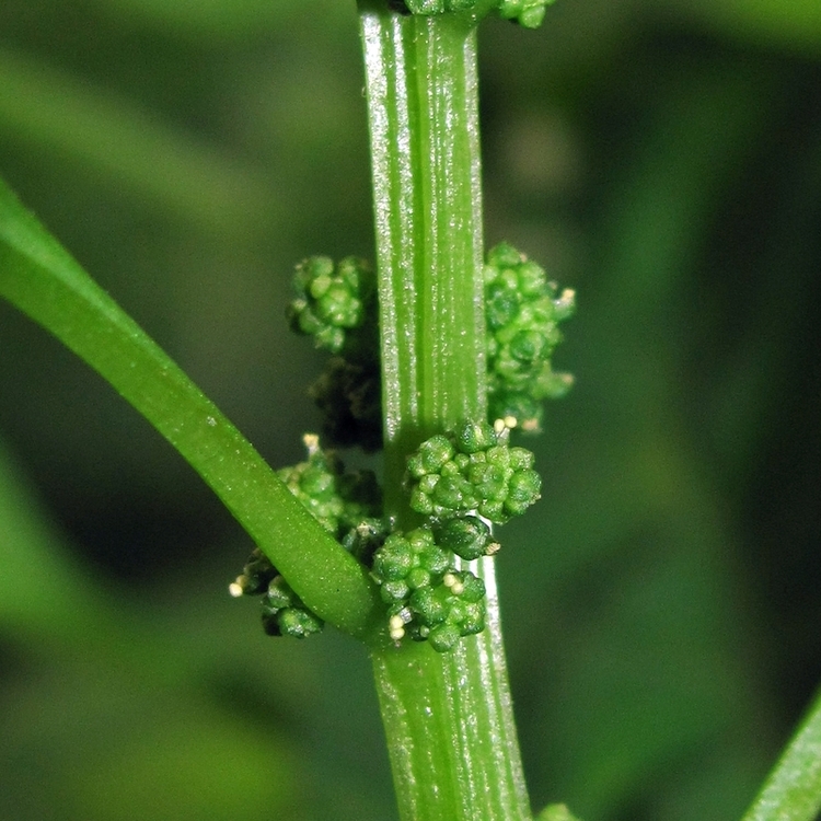 Image of Lipandra polysperma specimen.