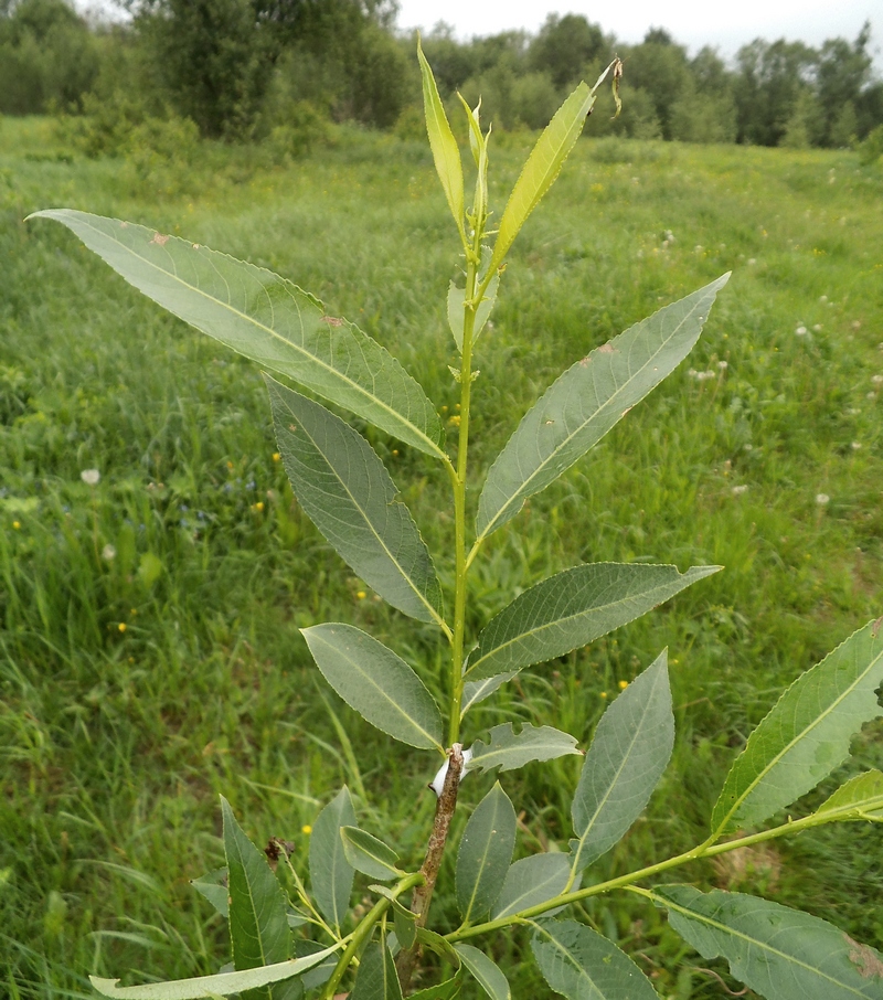 Изображение особи Salix &times; meyeriana.