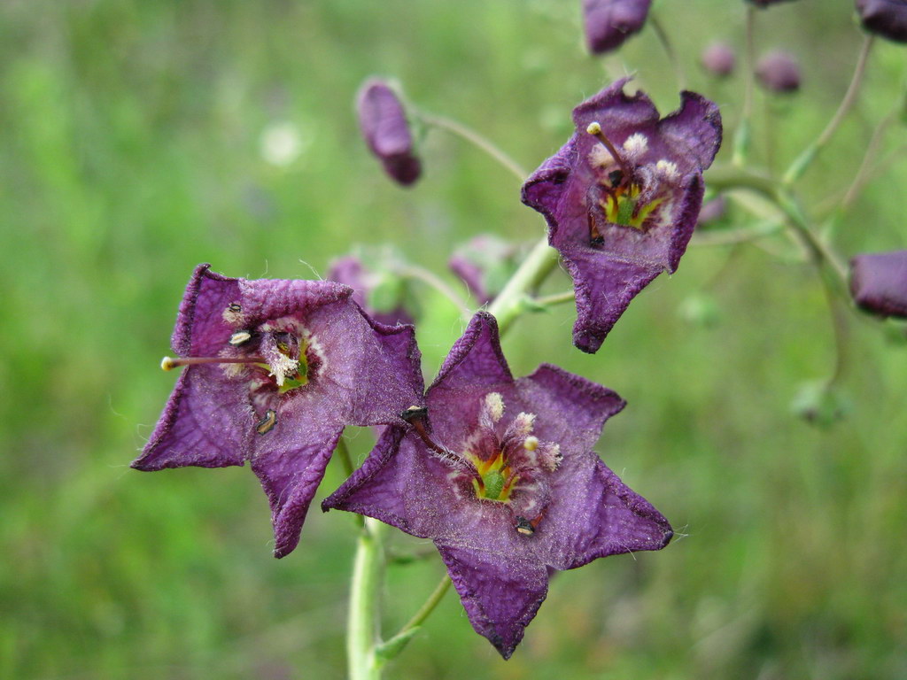 Изображение особи Verbascum phoeniceum.