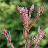 Nerium oleander