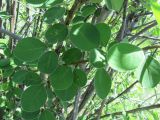 Cotoneaster melanocarpus