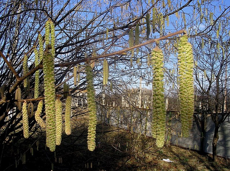 Image of Corylus avellana specimen.