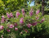 Indigofera heterantha