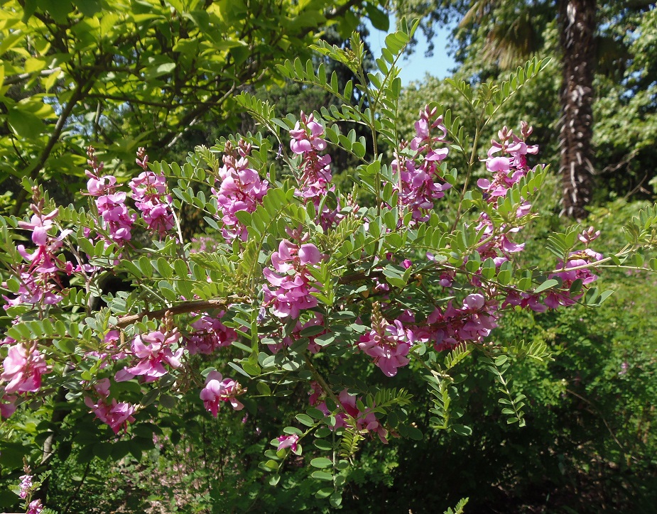 Изображение особи Indigofera heterantha.