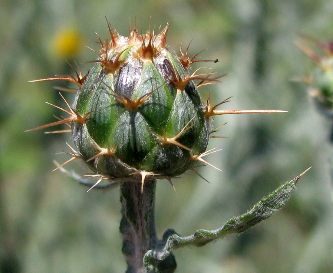 Image of Centaurea solstitialis specimen.