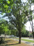 Fraxinus excelsior var. diversifolia