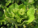 Arctium lappa. Верхушка побега с нераспустившимся соцветием. Краснодарский край, окр. г. Крымск, пойменный луг р. Адагум. 15.07.2013.
