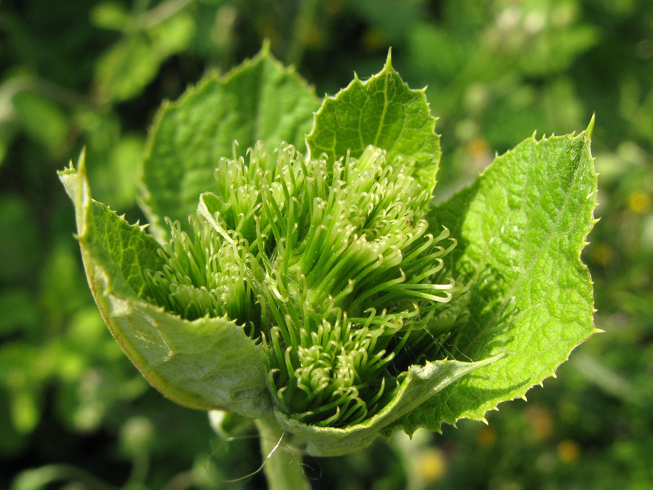 Изображение особи Arctium lappa.