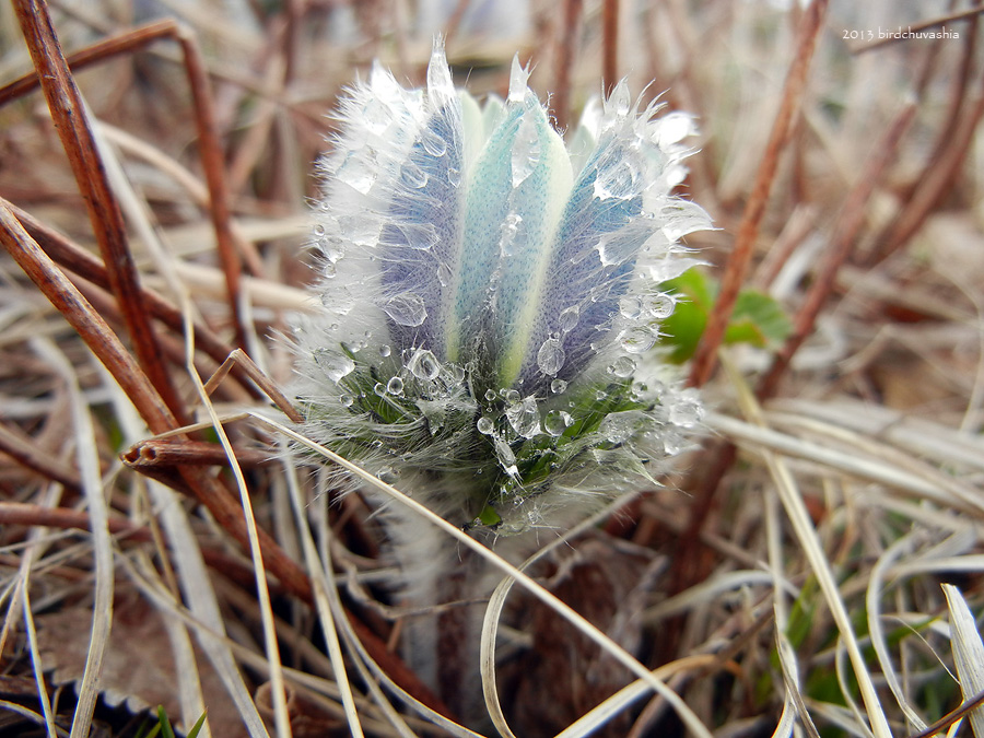 Image of Pulsatilla taraoi specimen.