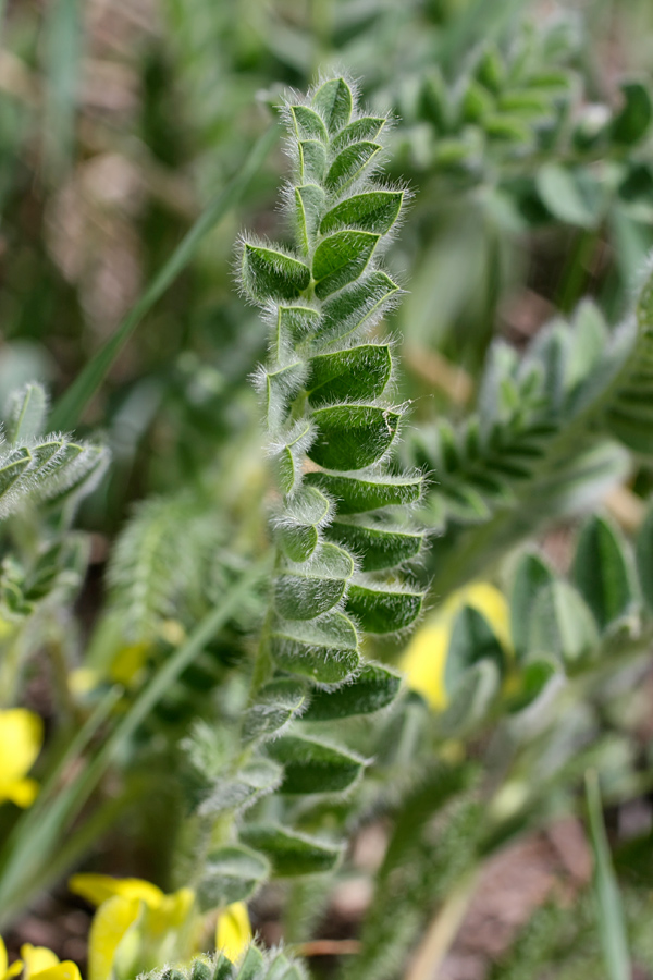 Изображение особи Astragalus anisomerus.