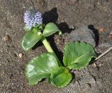 Lagotis glauca. Цветущее растение. Камчатский край, вулкан Горелый. 26.07.2013.