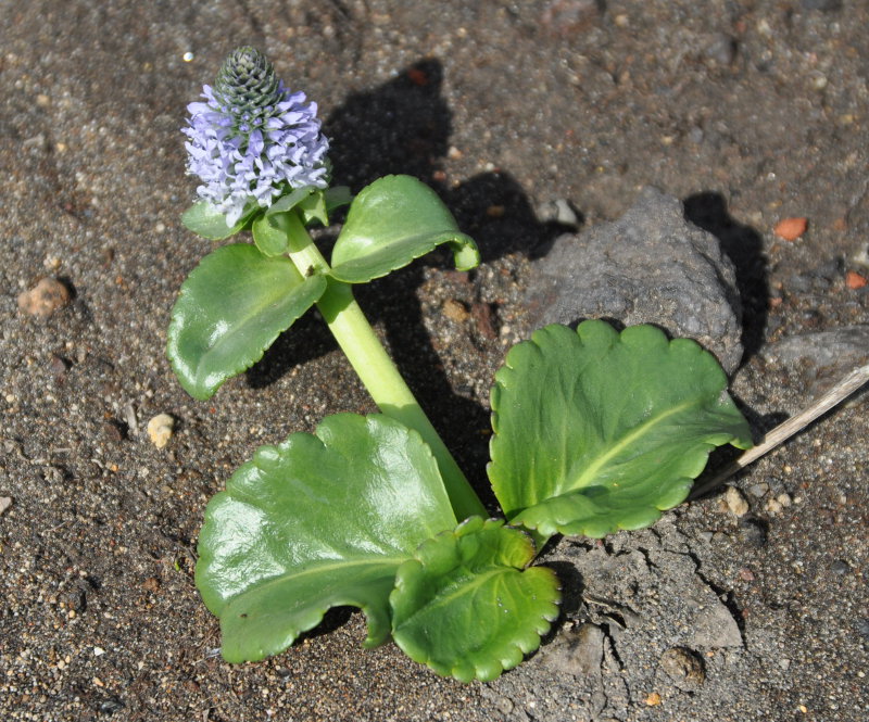 Image of Lagotis glauca specimen.